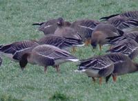 Oie à bec           court (Anser brachyrhynchus)