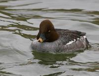 Common Goldeneye (Bucephala clangula)