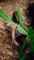 : Bolitoglossa veracrucis