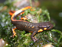 : Cynops pyrrhogaster