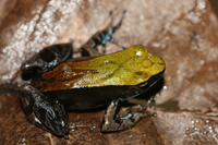 : Mantella ebenaui