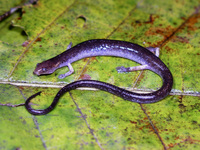 : Oedipina sp.