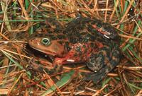 : Rana pretiosa; Oregon Spotted Frog