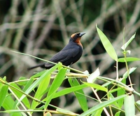 : Chrysomus ruficapillus; Garibaldi