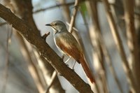 : Cichladusa arquata; Collared Palm-thrush