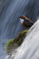 : Cinclus cinclus; Dipper