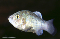 : Cyprinodon longidorsalis; Charco La Palma Pupfish