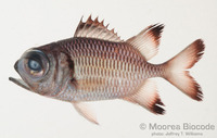 : Myripristis adusta