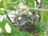 : Spizella passerina; Chipping Sparrow