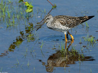 : Tringa melanoleuca; Greater Yellowlegs