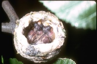 : Trochilidae sp.; Hummingbird