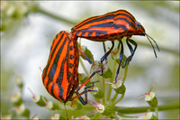 : Graphosoma italicum; Shield Bug