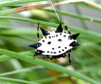 : Gasteracantha elipsoides; Crablike Spiny Orb Weaver