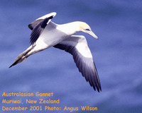 Fig.   10. Australasian Gannet.