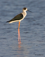 Black-winged Stilt