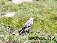 Montifringilla taczanowskii White-rumped Snowfinch 白腰雪雀 116-002