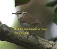 숲새Asian Stubtail Warbler