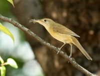 Thick-billed Warbler » Acrocephalus aedon