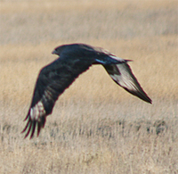 Upland Buzzard