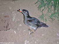 Rhinoceros Auklet » Cerorhinca monocerata