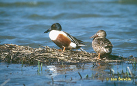 Photo of lžičák pestrý, Shoveler, Anas clypeata