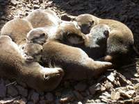 작은발톱수달 Aonyx cinerea Small-clawed Otter