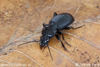 Pterostichus aethiops