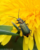 Malachius bipustulatus