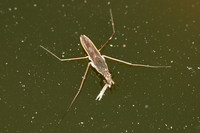 Gerris lacustris - Common Pondskater