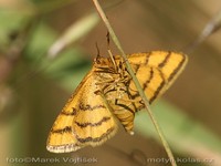 Idaea aureolaria
