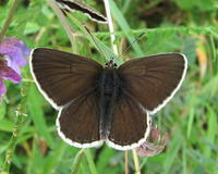 Aricia eumedon - Geranium Argus