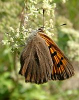 Lycaena phlaeas - Small Copper