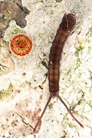 Cerura erminea