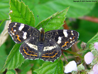 Araschnia levana levana f. porima - Map Butterfly