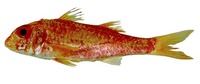 Mullus auratus, Red goatfish: fisheries