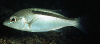 Scolopsis taeniatus, Black-streaked monocle bream: fisheries