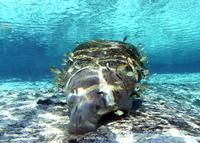 Image of: Trichechus manatus (West Indian manatee)