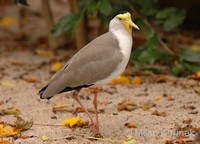 Vanellus miles - Masked Lapwing