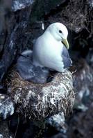 Rissa tridactyla - Black-legged Kittiwake