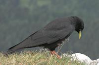 Pyrrhocorax graculus - Alpine Chough