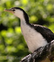 Phalacrocorax melanoleucos - Little Pied Cormorant