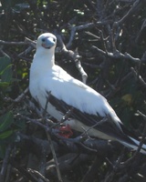 Sula sula - Red-footed Booby