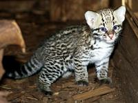 Leopardus pardalis - Ocelot