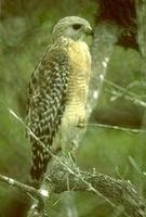 Image of: Buteo lineatus (red-shouldered hawk)