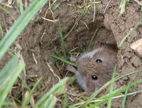 Microtus arvalis - Common Vole