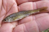 Pseudorasbora parva - Topmouth Gudgeon