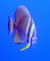 Platax teira - Longfin Batfish