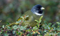 Image of: Spizixos semitorques (collared finchbill)