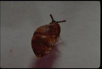 Image of: Gastrocopta