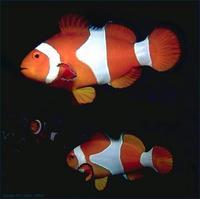 Image of: Amphiprion ocellaris (clown anemonefish)